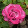 Deep Purple